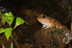Limnonectes kuhlii