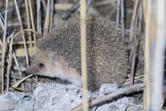 Hemiechinus auritus
