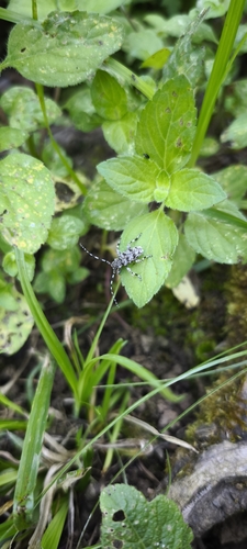 Aegomorphus clavipes