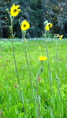 Kyhosia bolanderi