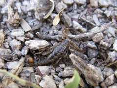 Superstitionia donensis