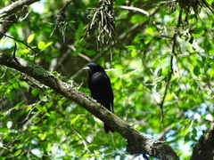 Knipolegus cyanirostris