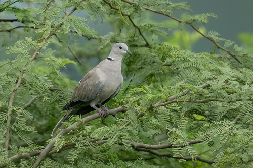 Eurasian Collared-Dove