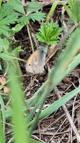 Small Heath