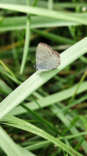 Short-tailed Blue