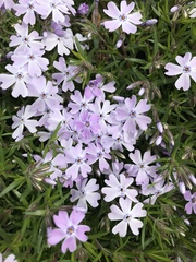 Phlox subulata