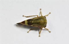 Ophiderma evelyna