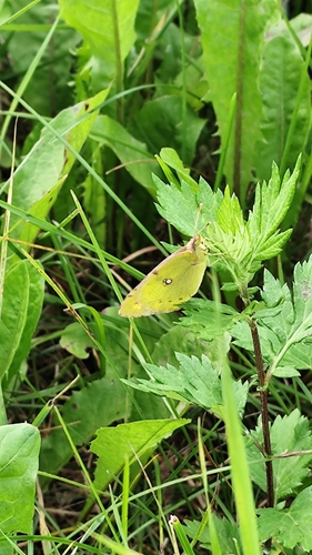 Pale Clouded Yellow