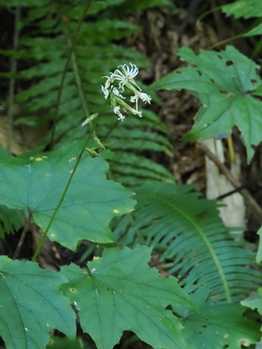 Ainsliaea acerifolia