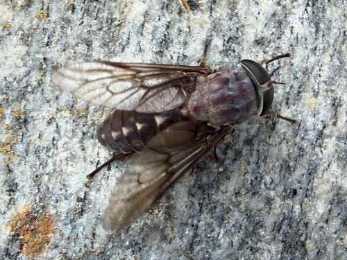 Chained Horse Fly photo 3
