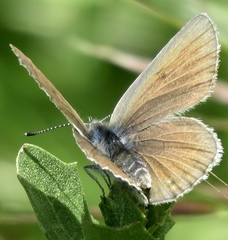 Icaricia icarioides missionensis