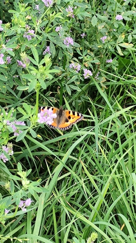 Small Tortoiseshell