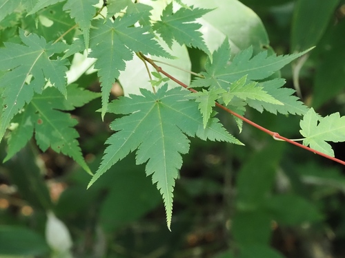 Acer micranthum, photograph 3