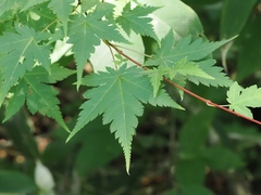 (c) ITÔ, Hiroki, some rights reserved (CC BY) Acer micranthum, photograph (c) ITÔ, Hiroki, some rights reserved (CC BY)