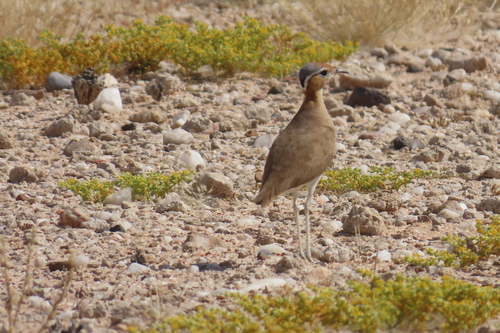 Burchell's Courser (Cursorius rufus), photo 2