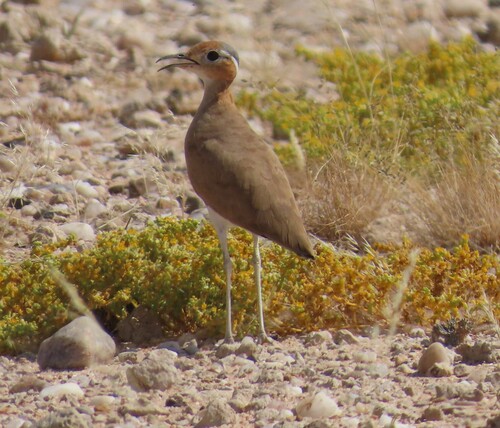 Burchell's Courser (Cursorius rufus)