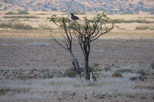 Moringa ovalifolia, photograph 4