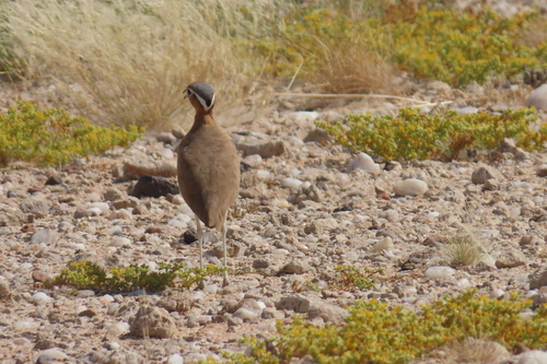 Burchell's Courser (Cursorius rufus), photo 7