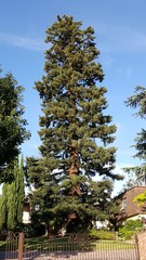 Sequoioideae