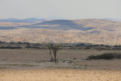 author not stated, no rights reserved Moringa ovalifolia, photograph author not stated, no rights reserved