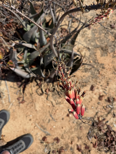 Aloe globuligemma