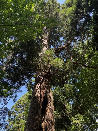 Cryptomeria japonica, photograph 5