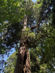 Cryptomeria japonica, photograph (c) ITÔ, Hiroki, some rights reserved (CC BY)