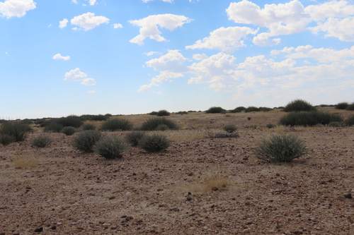 Commiphora saxicola