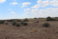 Commiphora saxicola