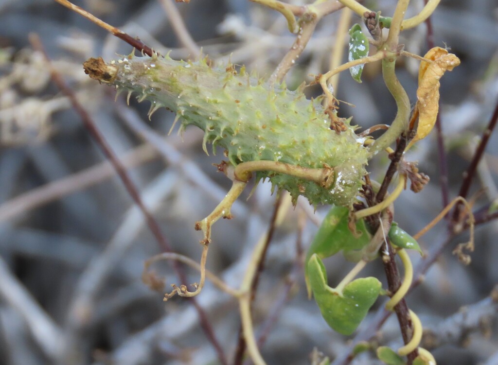 Pergularia daemia; photograph author not stated, no rights reserved