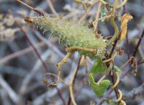Pergularia daemia