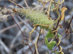 Pergularia daemia
