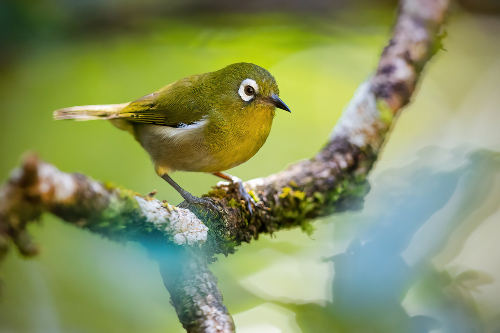 Green-backed White-eye