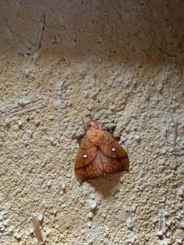 Plum Lappet