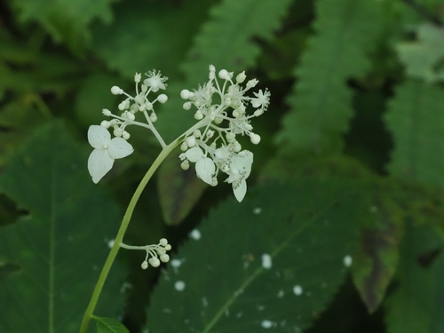 Hydrangea alternifolia, photograph 1
