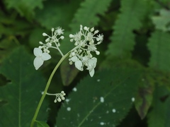 Hydrangea alternifolia, photograph ITÔ, Hiroki, CC BY, iNaturalist via GBIF