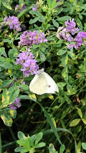 Green-veined White