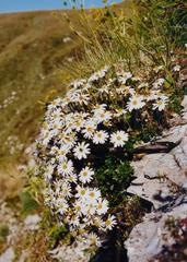 Celmisia bellidioides