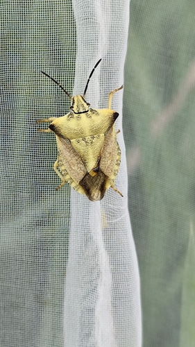 northern fruit bug