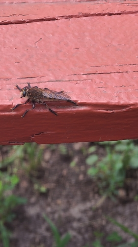 Maroon-legged Lion Fly