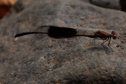 Black-winged Bambootail