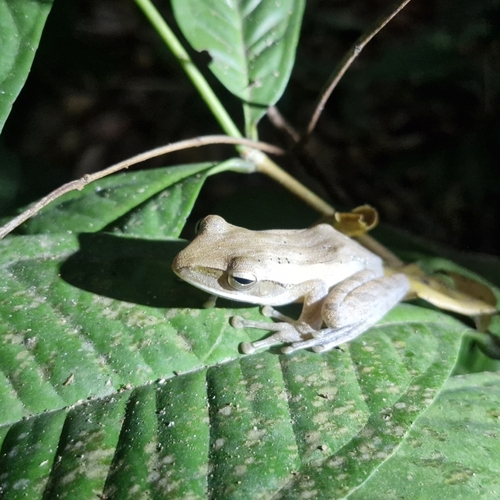 Polypedates leucomystax