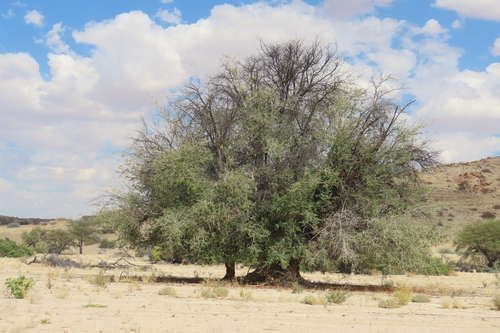 Faidherbia albida, photograph 5