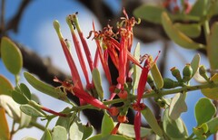 author not stated, no rights reserved Tapinanthus oleifolius, photograph author not stated, no rights reserved