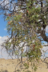 Tapinanthus oleifolius, photograph author not stated, no rights reserved
