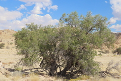 Euclea pseudebenus, photograph author not stated, no rights reserved