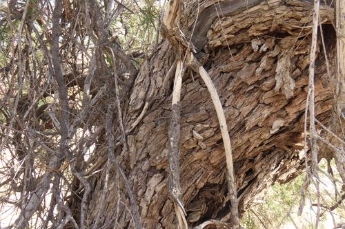 Euclea pseudebenus, photograph 3