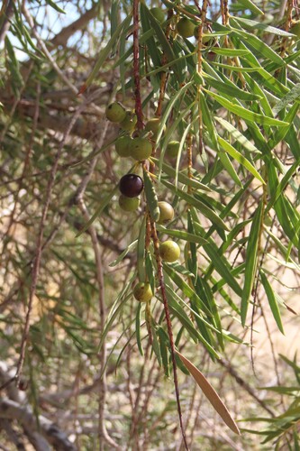 Euclea pseudebenus, photograph 4