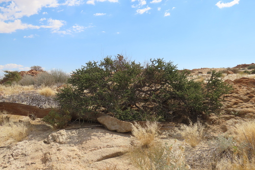 Boscia foetida, photograph 3