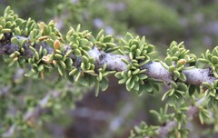 author not stated, no rights reserved Boscia foetida, photograph author not stated, no rights reserved